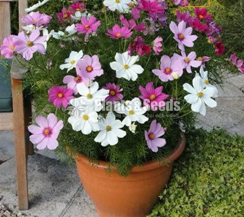 කොස්මස් මල් බිජ(Kosmas Seeds)