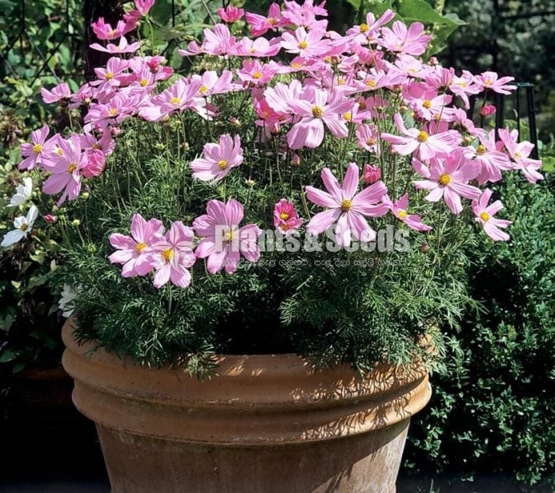 කොස්මස් මල් බිජ(Kosmas Seeds)