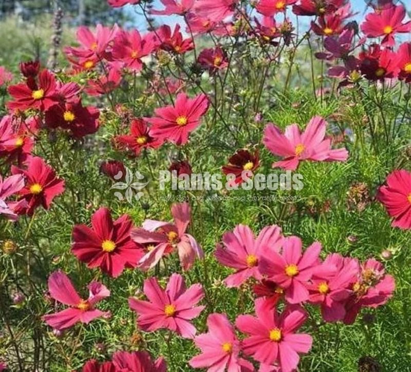 කොස්මස් මල් බිජ(Kosmas Seeds)