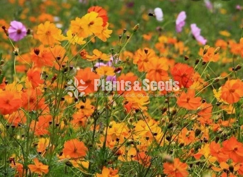 කොස්මස් මල් බිජ(Kosmas Seeds)