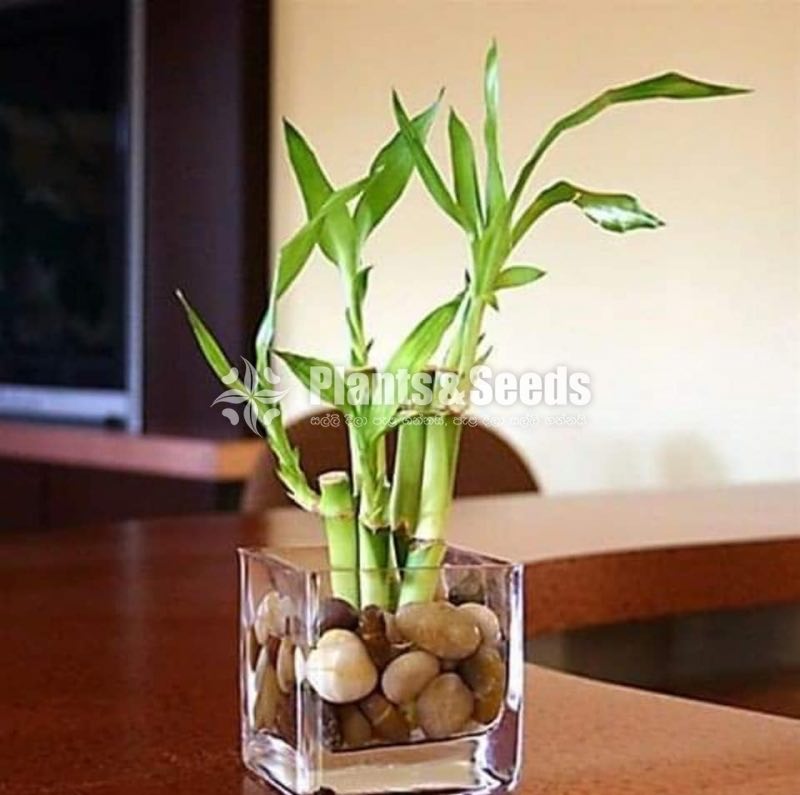 Cute Glass Pots and Clay Pots