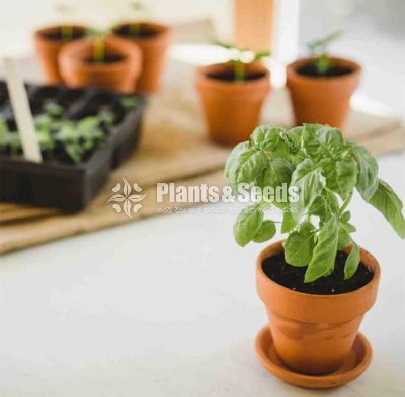 Cute Glass Pots and Clay Pots