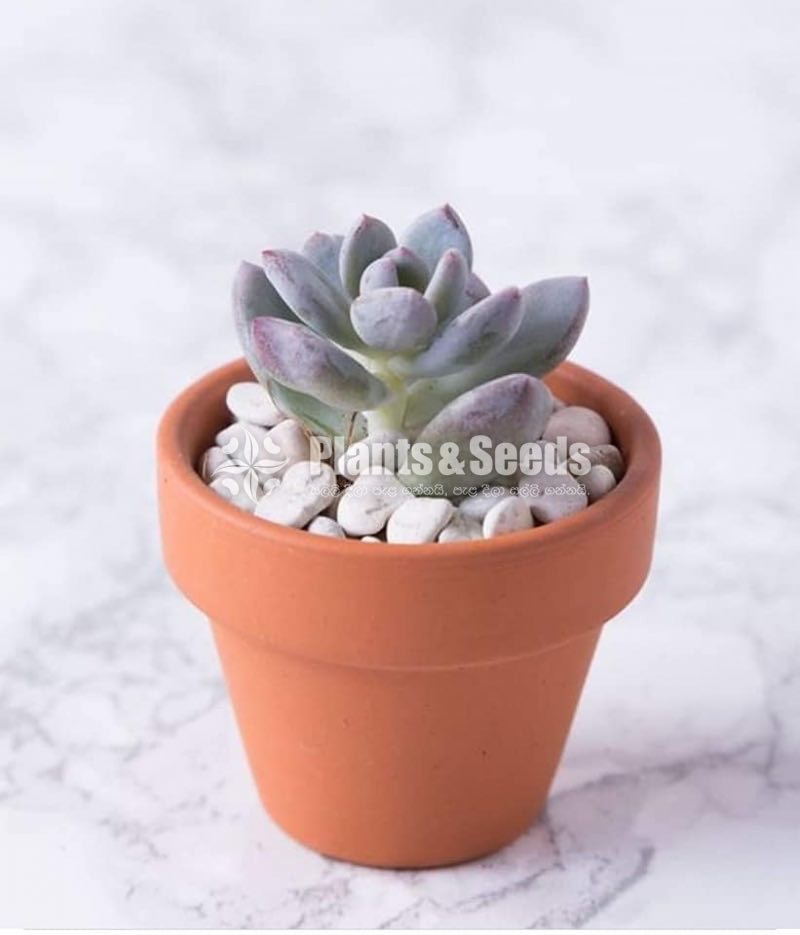 Cute Glass Pots and Clay Pots