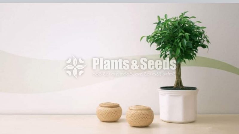 Cute Glass Pots and Clay Pots