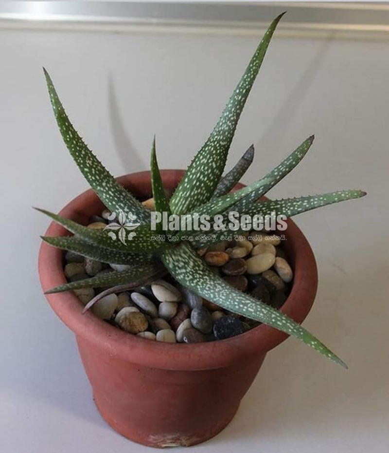 Cute Glass Pots and Clay Pots