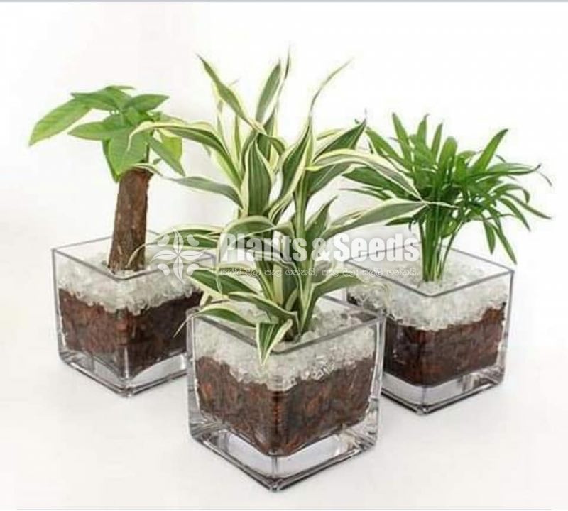 Cute Glass Pots and Clay Pots