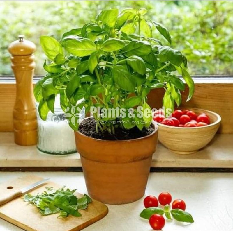 Cute Glass Pots and Clay Pots