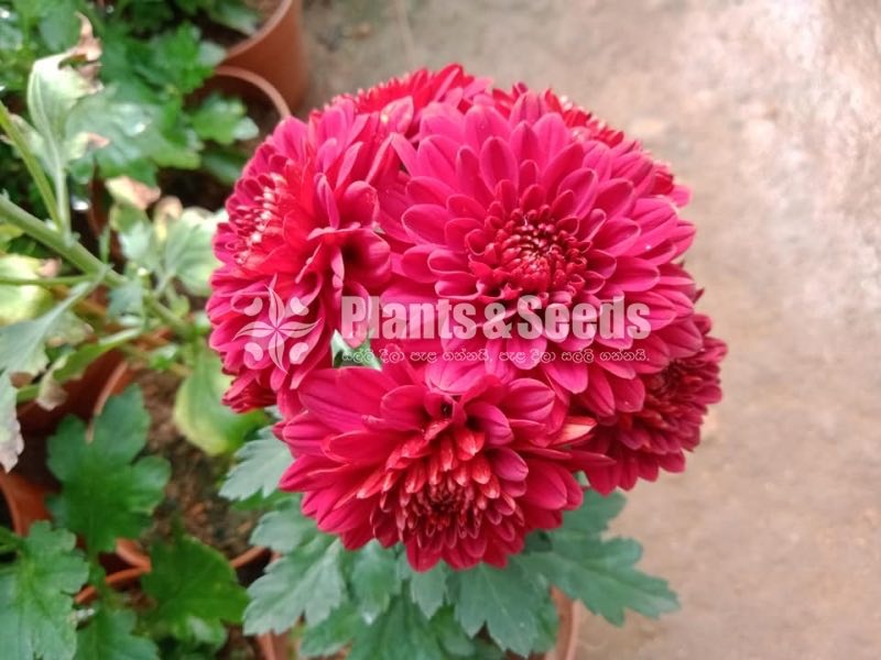 Flower Plants- Whole sale only