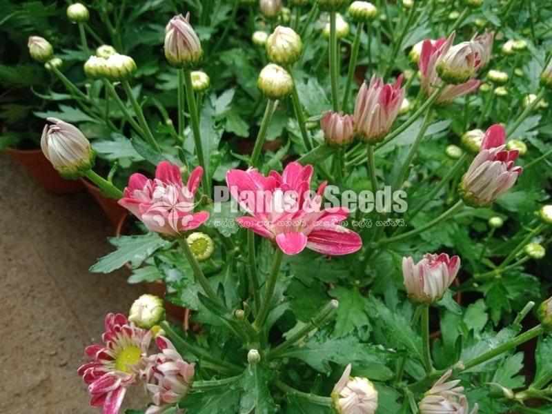 Flower Plants- Whole sale only