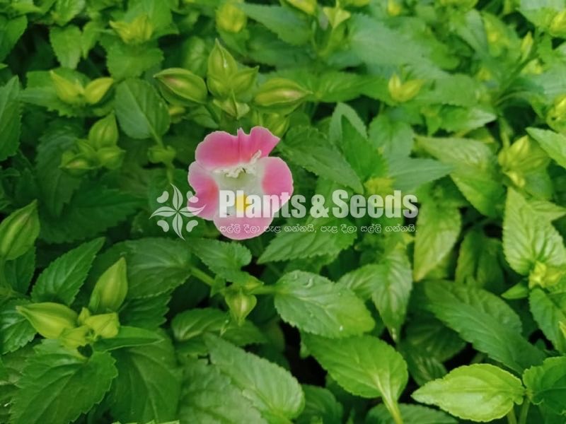 Flower Plants- Whole sale only