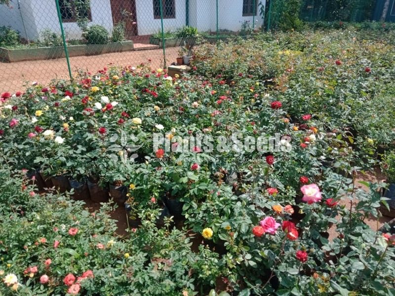 Flower Plants- Whole sale only