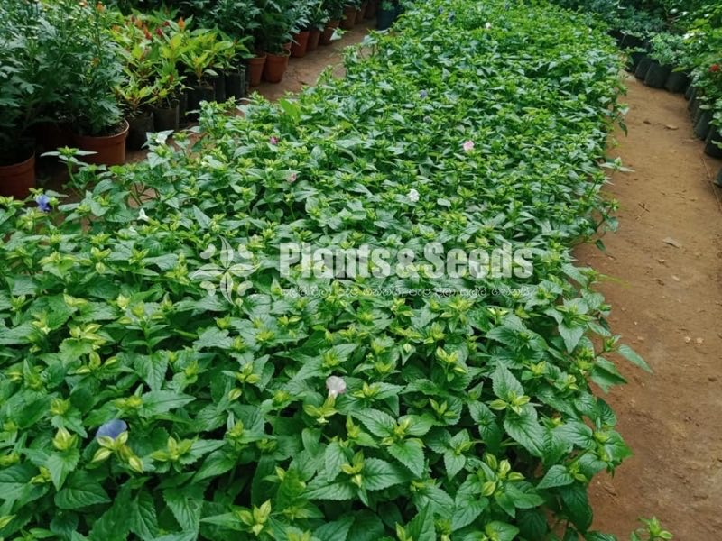 Flower Plants- Whole sale only