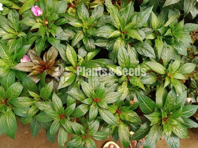 Flower Plants- Whole sale only