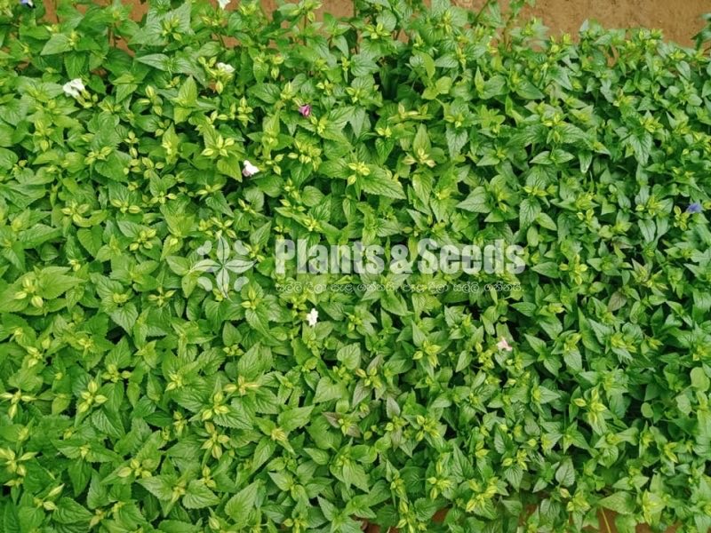 Flower Plants- Whole sale only