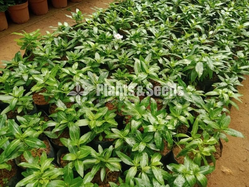 Flower Plants- Whole sale only