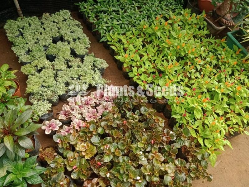 Flower Plants- Whole sale only