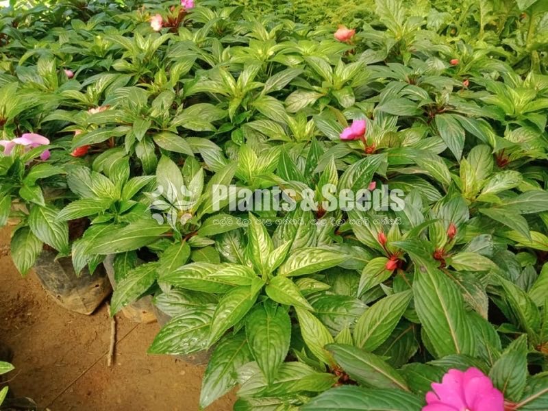 Flower Plants- Whole sale only