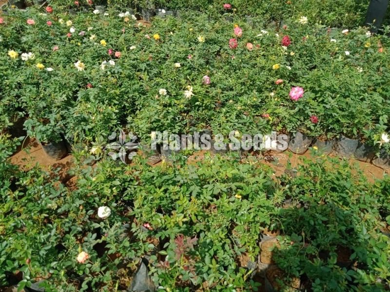 Flower Plants- Whole sale only