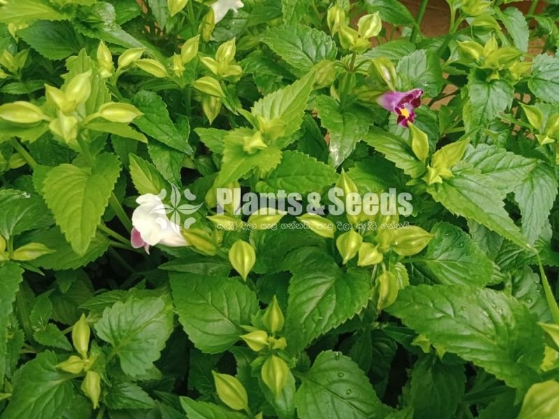 Flower Plants- Whole sale only
