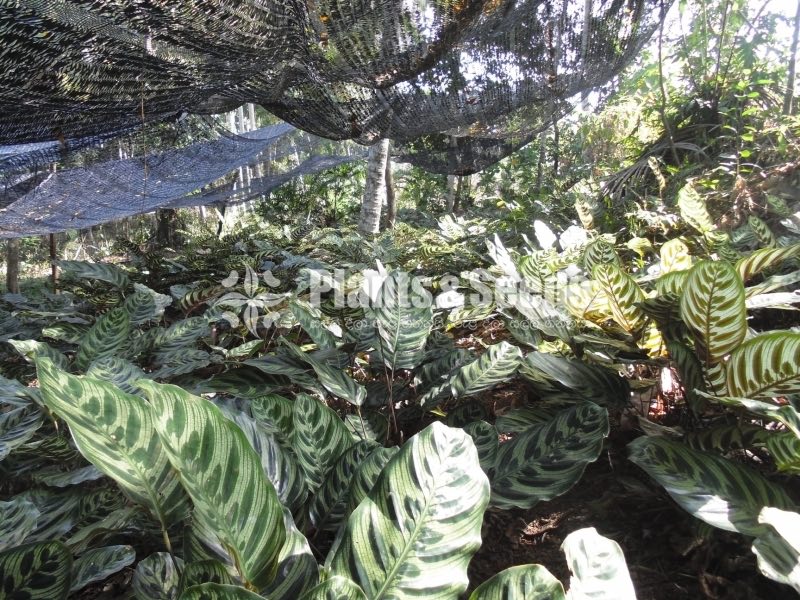 Calethia,Insignis,Makoyana