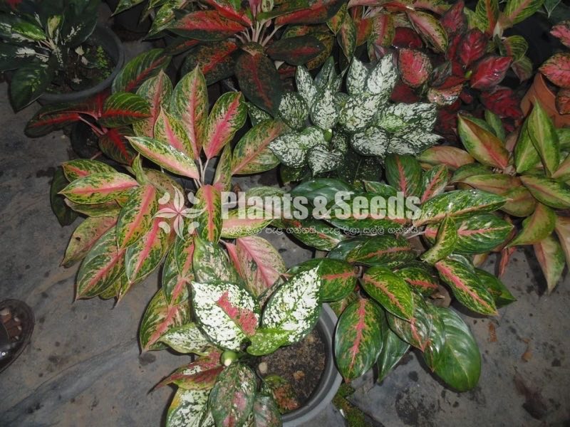 Calethia,Insignis,Makoyana