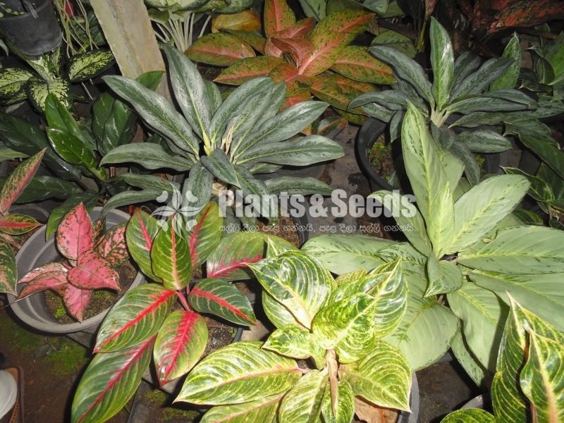Calethia,Insignis,Makoyana