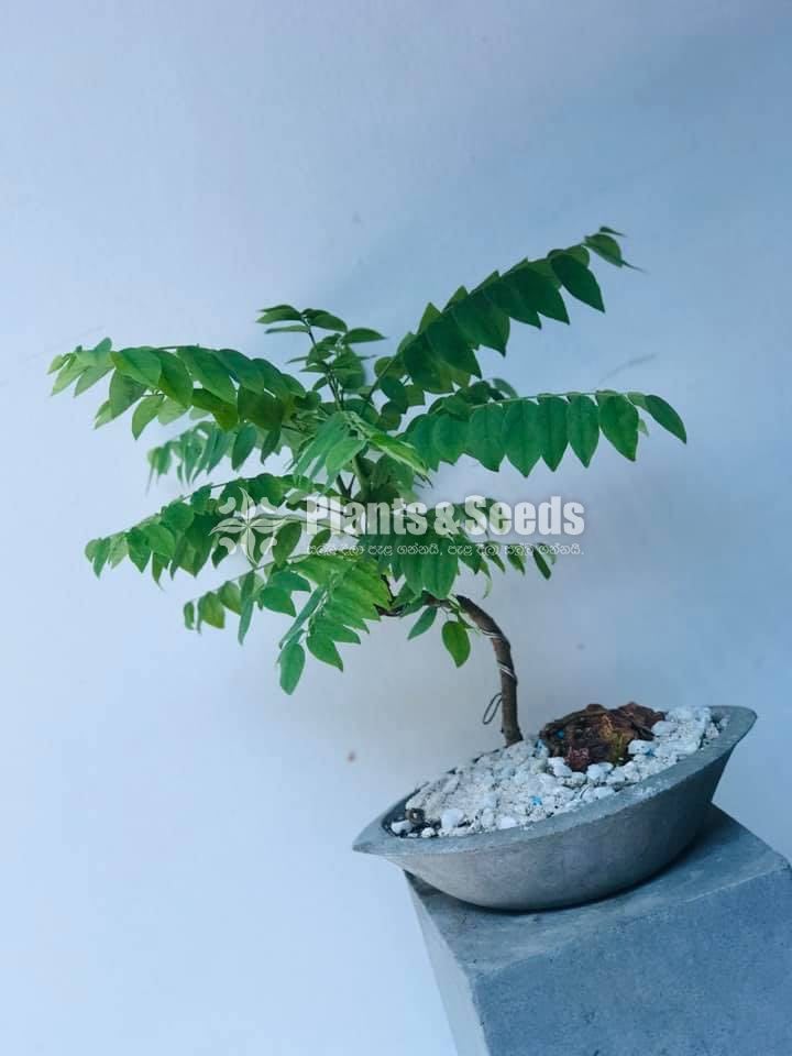 නෙල්ලි ගස (Phyllanthus acidus)