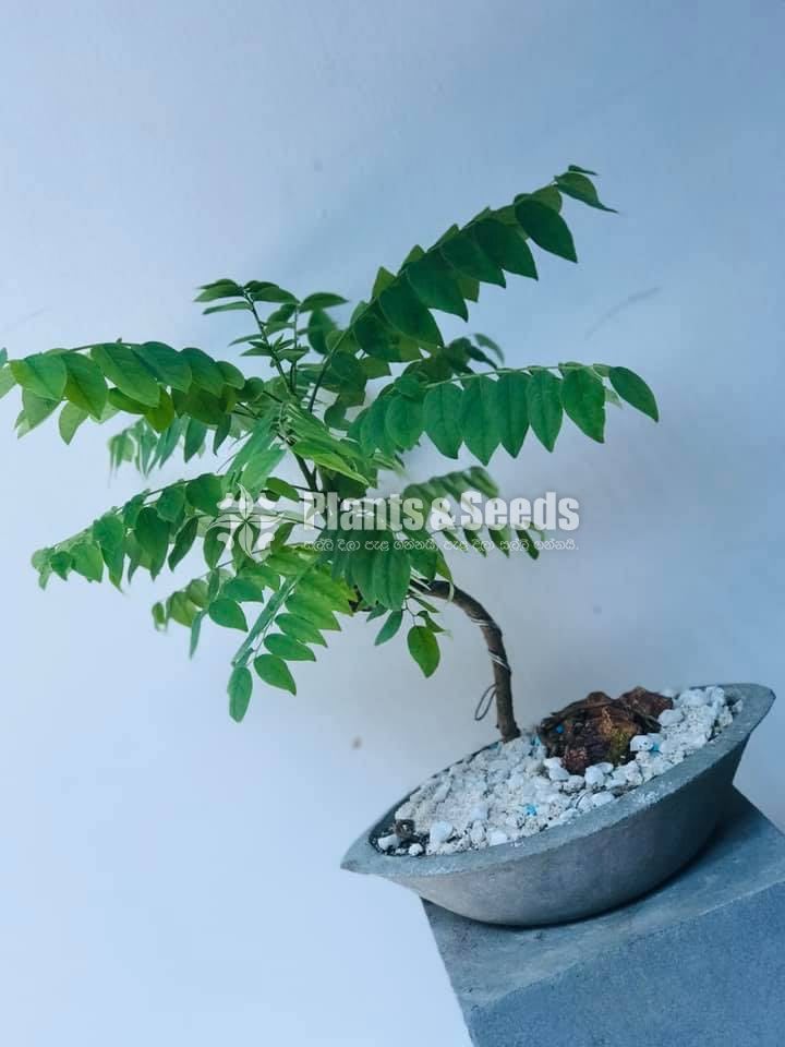 නෙල්ලි ගස (Phyllanthus acidus)