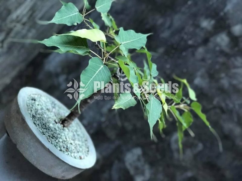 බෝ ගස (Boo Tree)