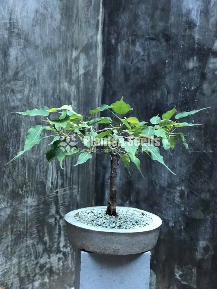 බෝ ගස (Boo Tree)
