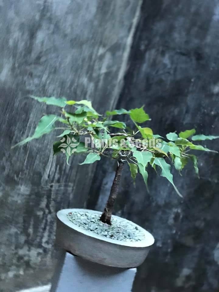 බෝ ගස (Boo Tree)