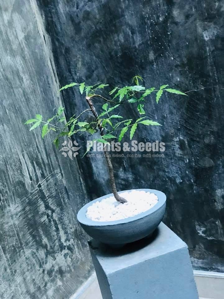 කොහොඹ ගස ( Azadirachta indica)