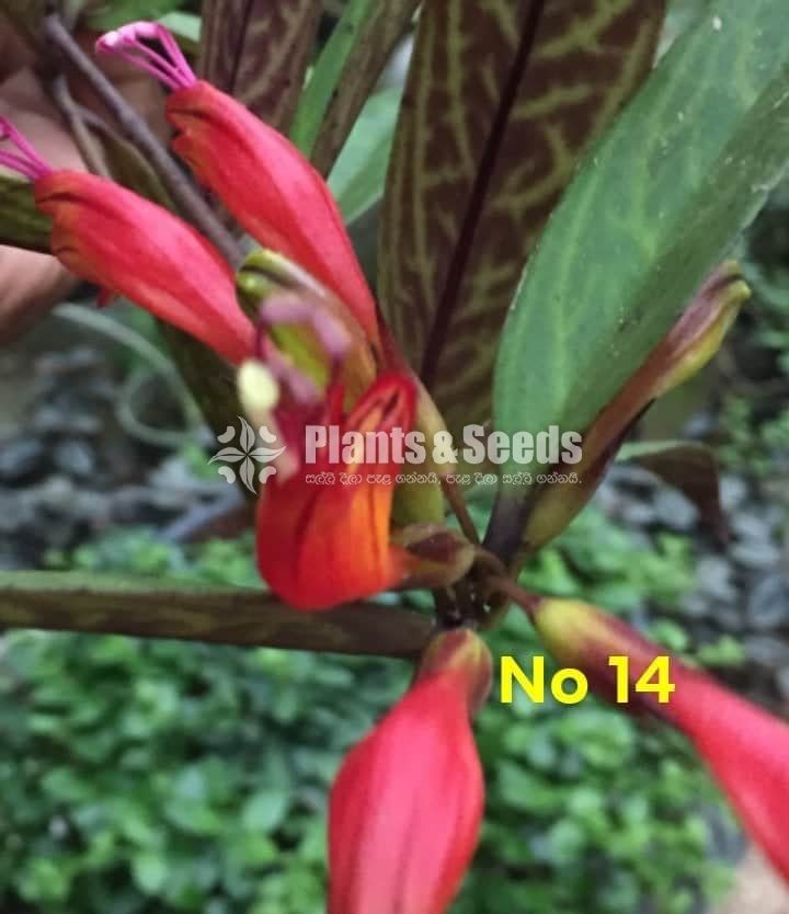  Lipstick Flower(ලිප්ස්ටික් මල් පැල)