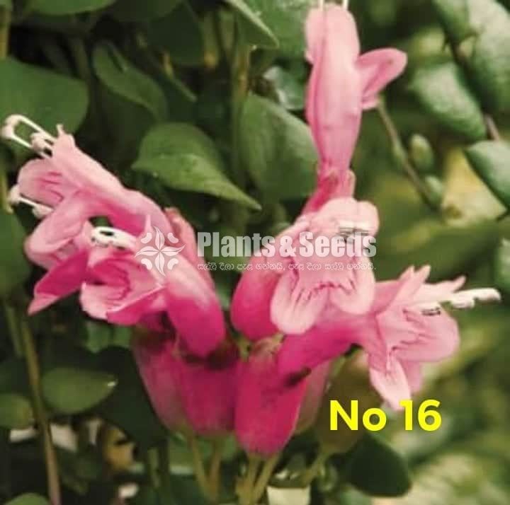  Lipstick Flower(ලිප්ස්ටික් මල් පැල)