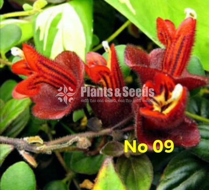  Lipstick Flower(ලිප්ස්ටික් මල් පැල)