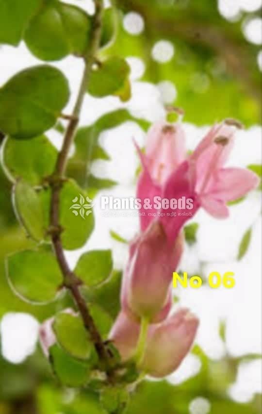  Lipstick Flower(ලිප්ස්ටික් මල් පැල)
