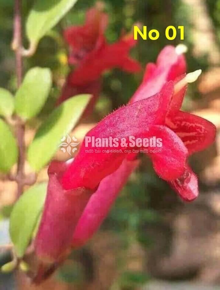  Lipstick Flower(ලිප්ස්ටික් මල් පැල)