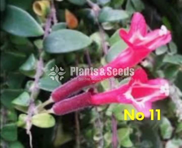  Lipstick Flower(ලිප්ස්ටික් මල් පැල)