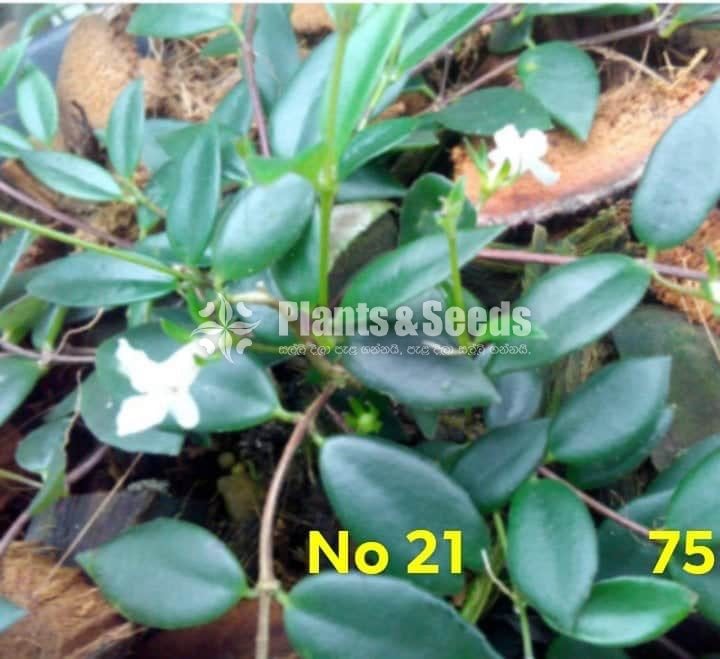  Lipstick Flower(ලිප්ස්ටික් මල් පැල)
