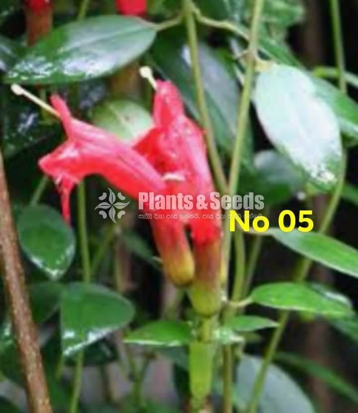  Lipstick Flower(ලිප්ස්ටික් මල් පැල)