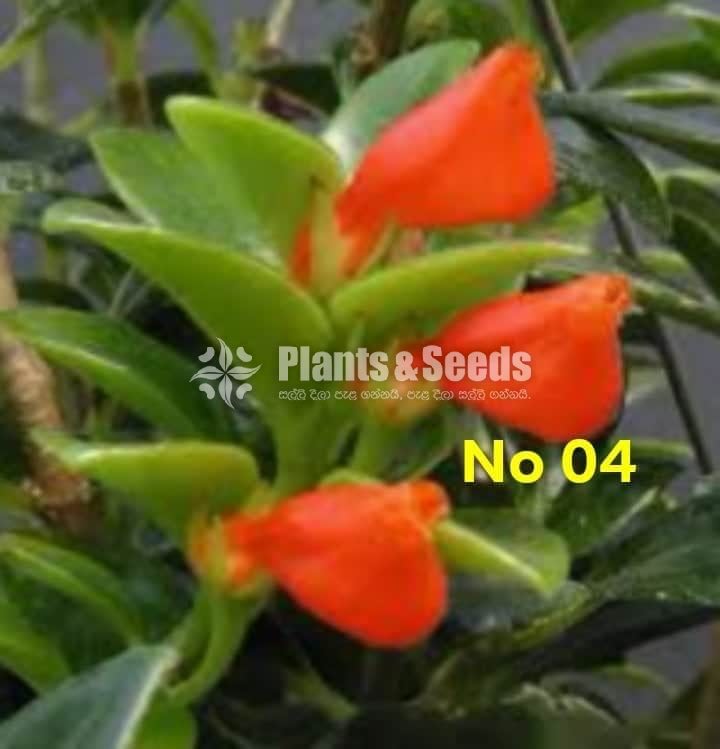  Lipstick Flower(ලිප්ස්ටික් මල් පැල)