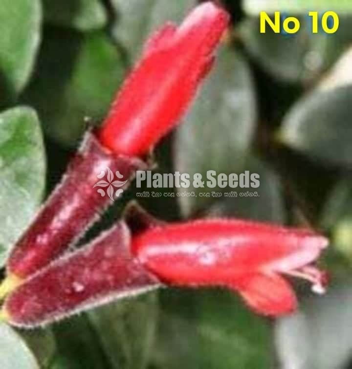  Lipstick Flower(ලිප්ස්ටික් මල් පැල)