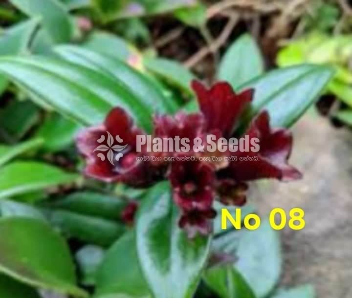  Lipstick Flower(ලිප්ස්ටික් මල් පැල)