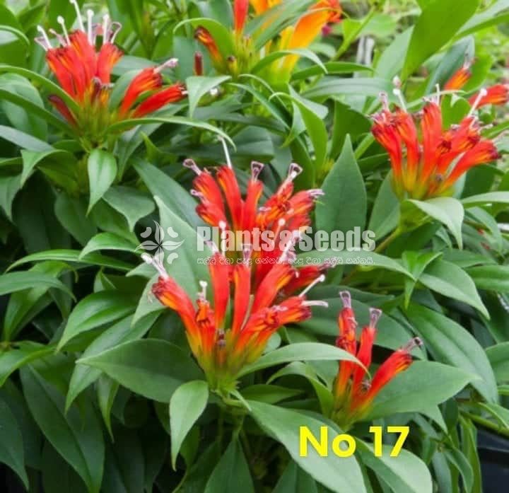  Lipstick Flower(ලිප්ස්ටික් මල් පැල)