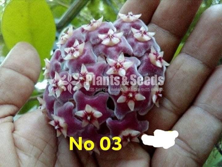 Hoya Plants