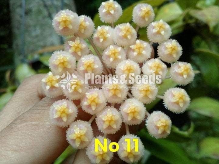 Hoya Plants