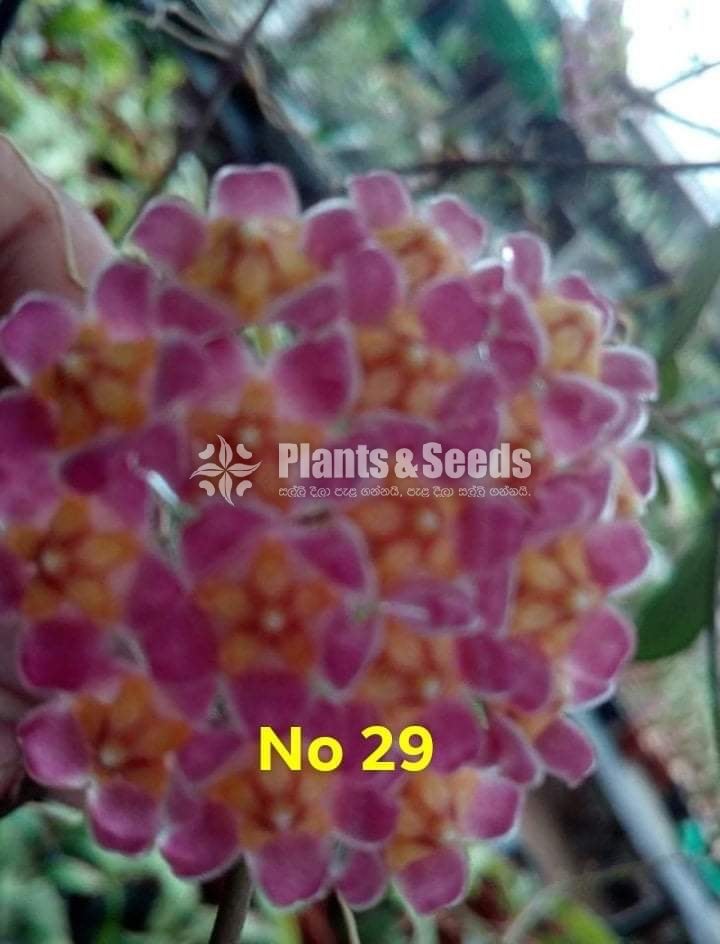 Hoya Plants