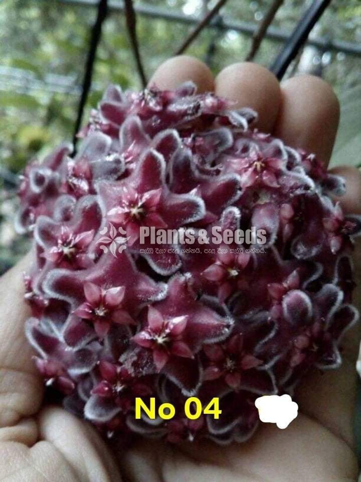 Hoya Plants