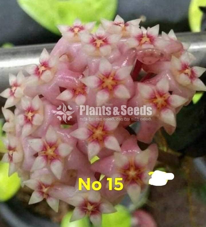 Hoya Plants