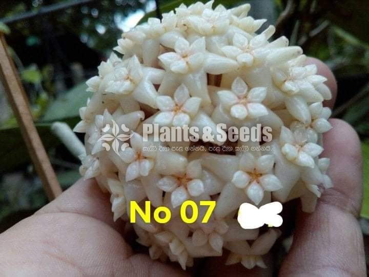 Hoya Plants